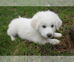 Small Photo #2 Great Pyrenees Puppy For Sale in BROOKSTON, MN, USA
