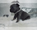 Small Photo #16 French Bulldog Puppy For Sale in HAYWARD, CA, USA