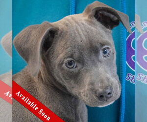 American Staffordshire Terrier-Labrador Retriever Mix Dogs for adoption in Huntley, IL, USA