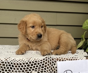 Golden Retriever Puppy for sale in WILLARD, WI, USA