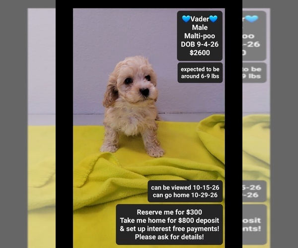 Medium Photo #1 Maltipoo (Toy) Puppy For Sale in TUCSON, AZ, USA
