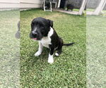 Small #6 American Staffordshire Terrier Mix