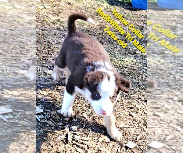 Medium Photo #58 Border Collie Puppy For Sale in BYBEE, TN, USA
