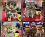 Small Photo #2 Pomeranian Puppy For Sale in OAKLAND, CA, USA