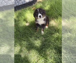 Miniature Australian Shepherd Dog for Adoption in ROYSE CITY, Texas USA