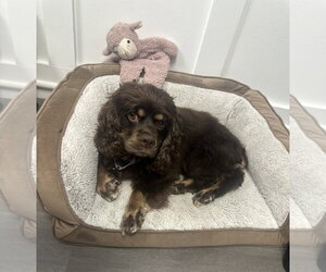 Georgia - Female Cocker Spaniel-Unknown Mix Dog for Adoption - Photo #3