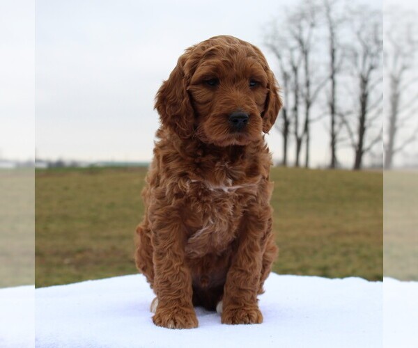 Medium Photo #6 Irish Doodle Puppy For Sale in GREENCASTLE, PA, USA