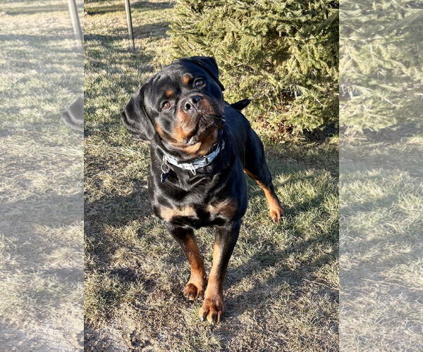Medium Photo #2 Rottweiler Puppy For Sale in Spring Lake, NJ, USA