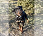 Small #1 Rottweiler