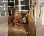 Small Photo #1 Boxer Puppy For Sale in Burnsville, MN, USA