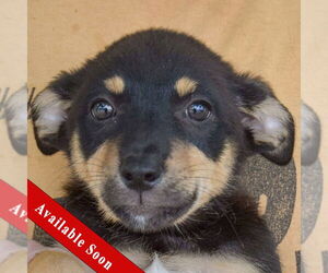 Australian Shepherd-Unknown Mix Dogs for adoption in Huntley, IL, USA