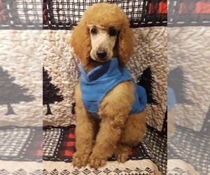Poodle (Standard) Puppy for sale in SALUDA, SC, USA