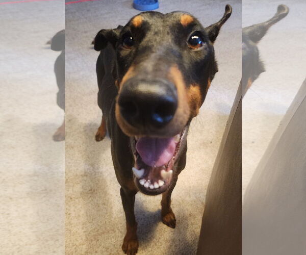 Medium Photo #9 Doberman Pinscher Puppy For Sale in Buffalo, MN, USA
