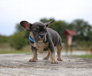 French Bulldog Puppy for sale in ERIAL, NJ, USA