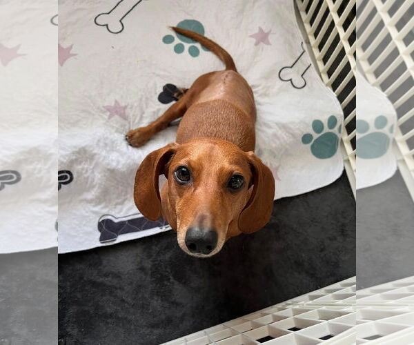 Medium Photo #13 Dachshund Puppy For Sale in Fruitland, SC, USA