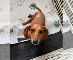 Small #12 Dachshund