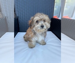 Morkie Puppy for sale in BEATTY, OR, USA