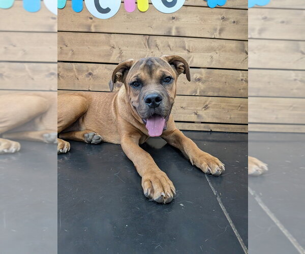 Medium Photo #1 Mutt Puppy For Sale in Vail, AZ, USA