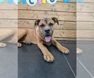 Mutt Dogs for adoption in Vail, AZ, USA