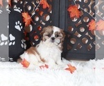 Small #3 Shih Tzu
