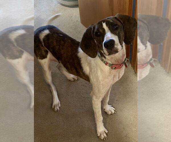 Medium Photo #1 Mutt Puppy For Sale in Springdale, PA, USA