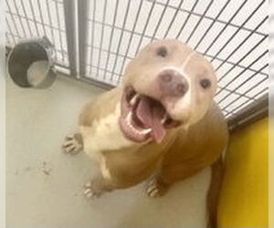 American Pit Bull Terrier Dogs for adoption in Pampa, TX, USA