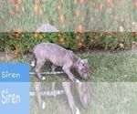 Small Photo #11 American Pit Bull Terrier Puppy For Sale in ABERDEEN, SD, USA