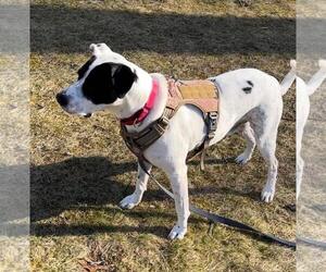 LOKI - Male Pointer-Unknown Mix Dog for Adoption - Photo #2