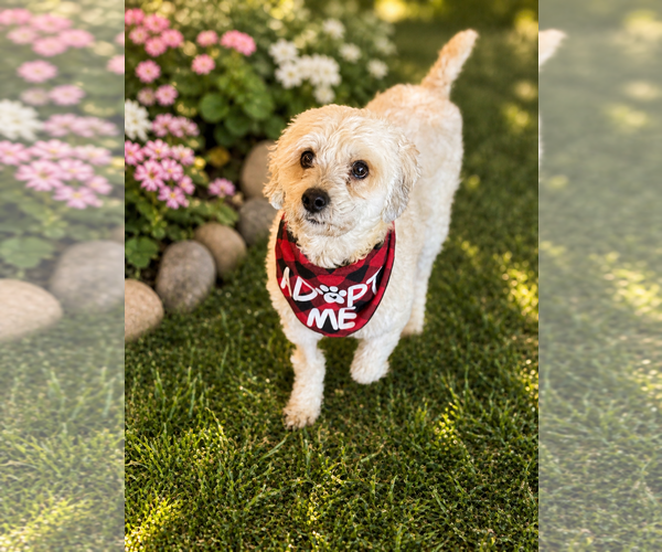 Medium Photo #1 Cock-A-Poo-Poodle (Miniature) Mix Puppy For Sale in Phoenix, AZ, USA