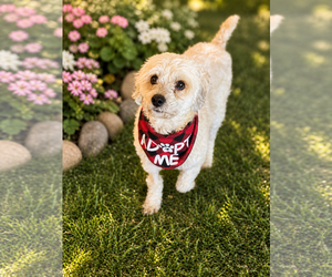 Cock-A-Poo-Poodle (Miniature) Mix Dogs for adoption in Phoenix, AZ, USA