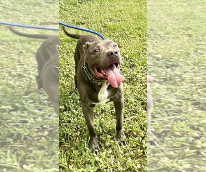 Kingston needs foster home (See Video) - Male American Pit Bull Terrier-American Staffordshire Terrier Mix Dog for Adoption - Photo #2