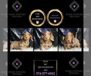 Dachshund Puppy for sale in WARSAW, IN, USA