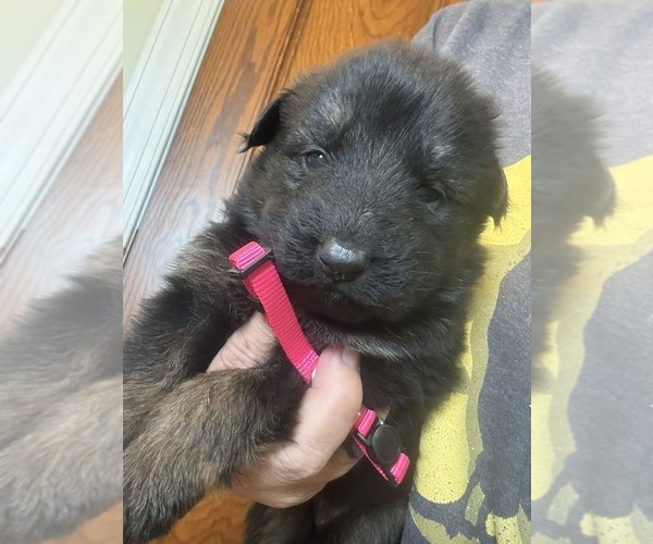 Medium Photo #2 German Shepherd Dog Puppy For Sale in NEWVILLE, PA, USA