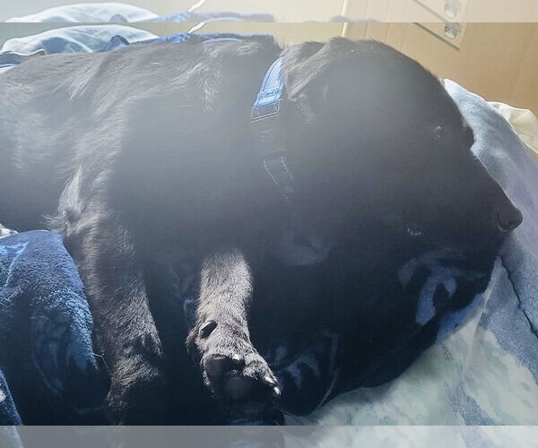 Medium Photo #6 Labrador Retriever-Unknown Mix Puppy For Sale in Princeton, MN, USA
