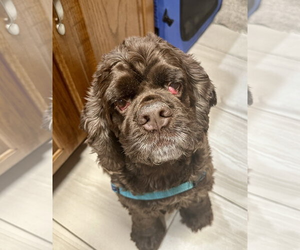 Medium Photo #4 Cocker Spaniel Puppy For Sale in St. Louis Park, MN, USA