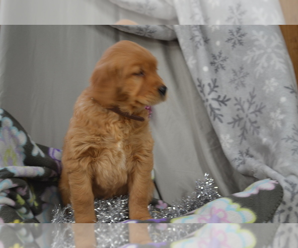 Medium Photo #2 Golden Retriever Puppy For Sale in GREENWOOD, WI, USA