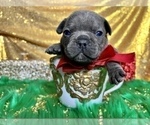 Small Photo #87 French Bulldog Puppy For Sale in HAYWARD, CA, USA