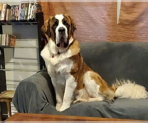 Saint Bernard Dogs for adoption in Winter Park, CO, USA
