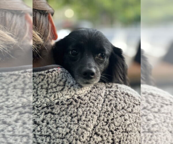 Medium Photo #3 Colonial Cocker Spaniel-Unknown Mix Puppy For Sale in Dana Point, CA, USA