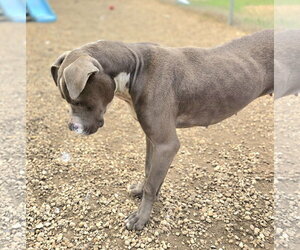 Ivy - Female Mutt Dog for Adoption - Photo #4