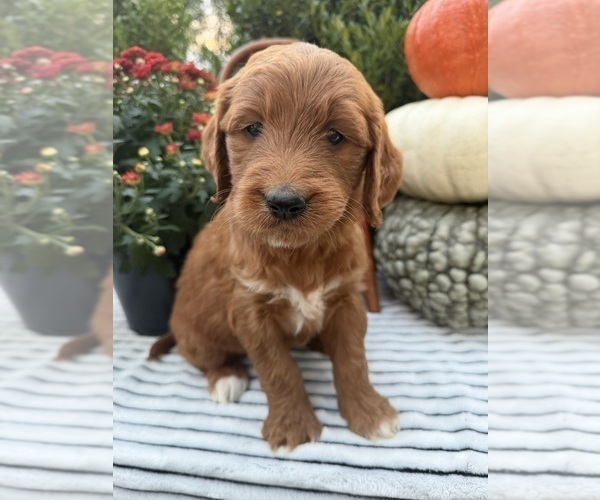 Medium Photo #2 Goldendoodle Puppy For Sale in WOODBURN, IN, USA
