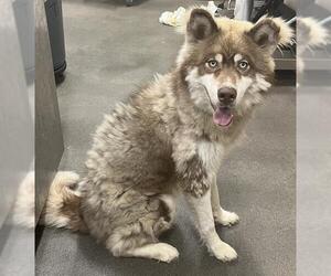 Siberian Husky Dogs for adoption in Forestville, MD, USA