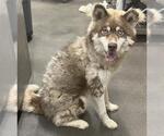 Small Siberian Husky