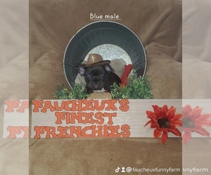 French Bulldog Puppy for Sale in INVERNESS, Florida USA