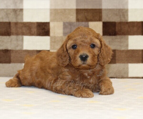 Medium Photo #2 Cavapoo (Miniature) Puppy For Sale in DENVER, PA, USA