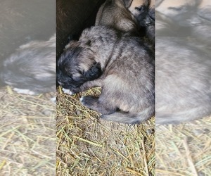 Medium Sarplaninac (Illyrian Sheepdog )