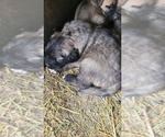 Small Sarplaninac (Illyrian Sheepdog )
