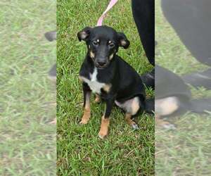 Pixie - Female German Shepherd Dog-Unknown Mix Dog for Adoption - Photo #3