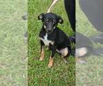 Small Photo #3 German Shepherd Dog-Unknown Mix Puppy For Sale in Brewster, NY, USA