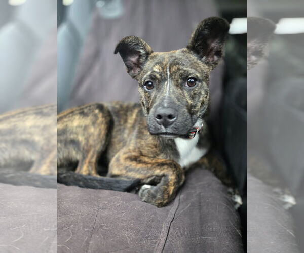 Medium Photo #1 Puggle Puppy For Sale in Montello, WI, USA